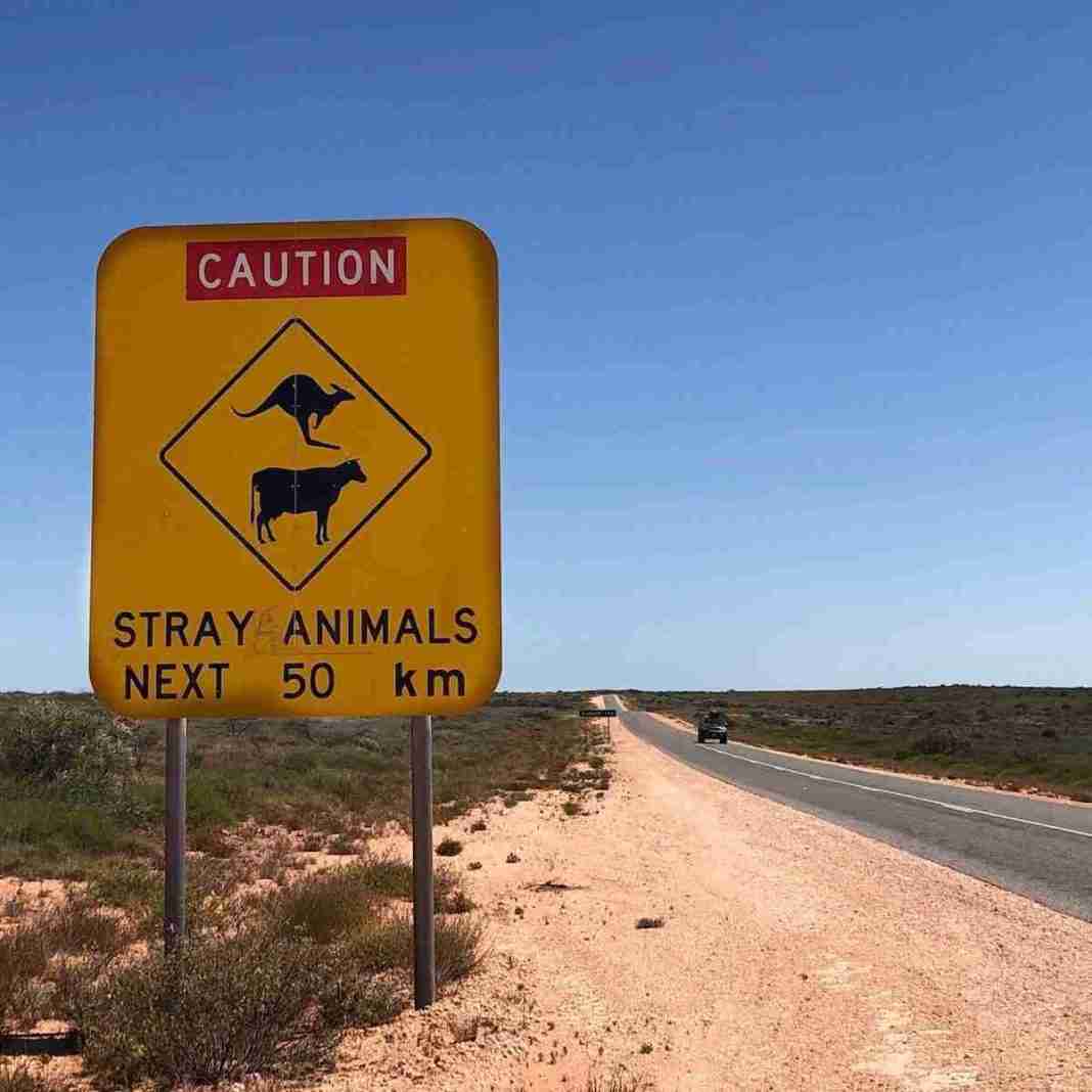 Australie-exmouth-VM - 4 panneau australien attention aux kangourous et animaux sur 50 km et route toute droite