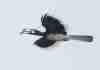 Calao double bec en vol Singapour-Flying Pied Hornbill