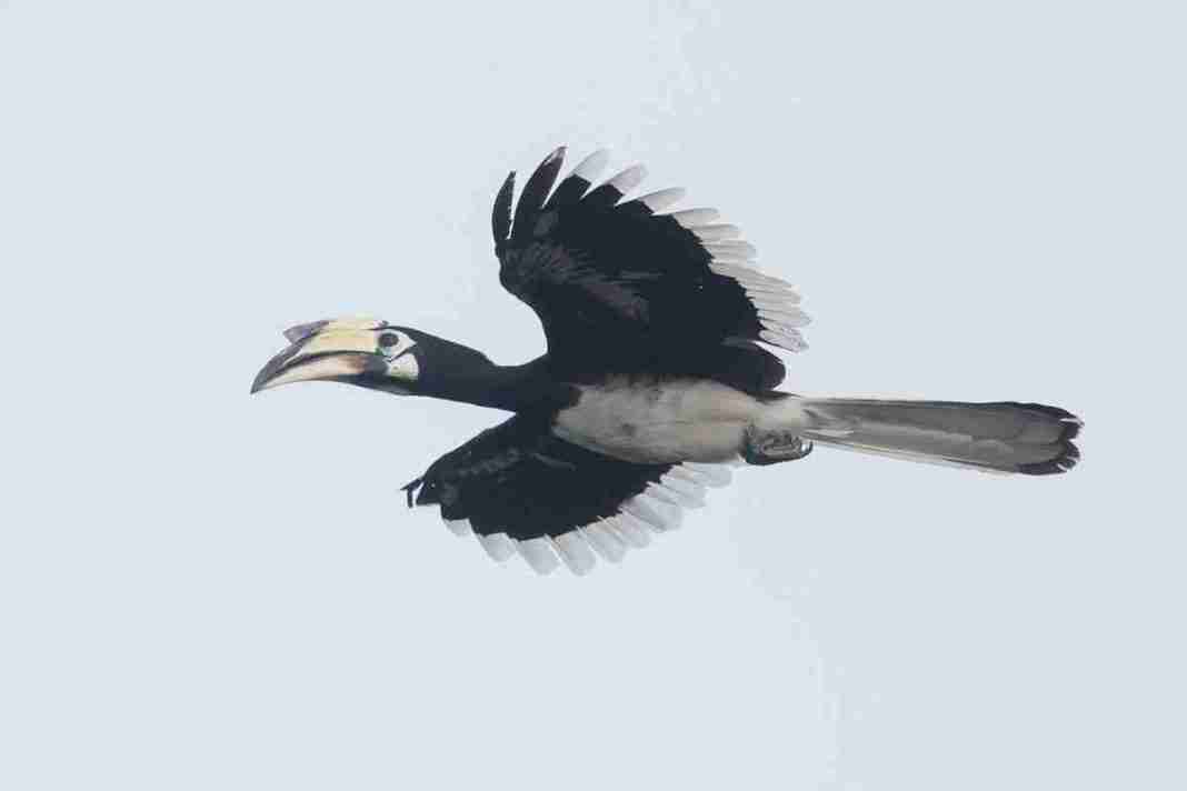 Oriental Pied Hornbill Calao double bec en vol Singapour-Flying Pied Hornbill