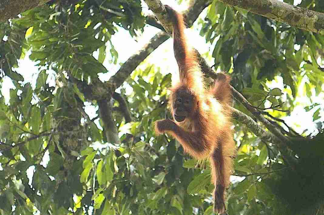 sumatra-une-orang-utan-PB